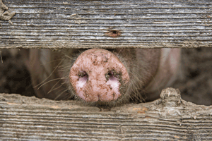 Schwein im Stall ABR iStock